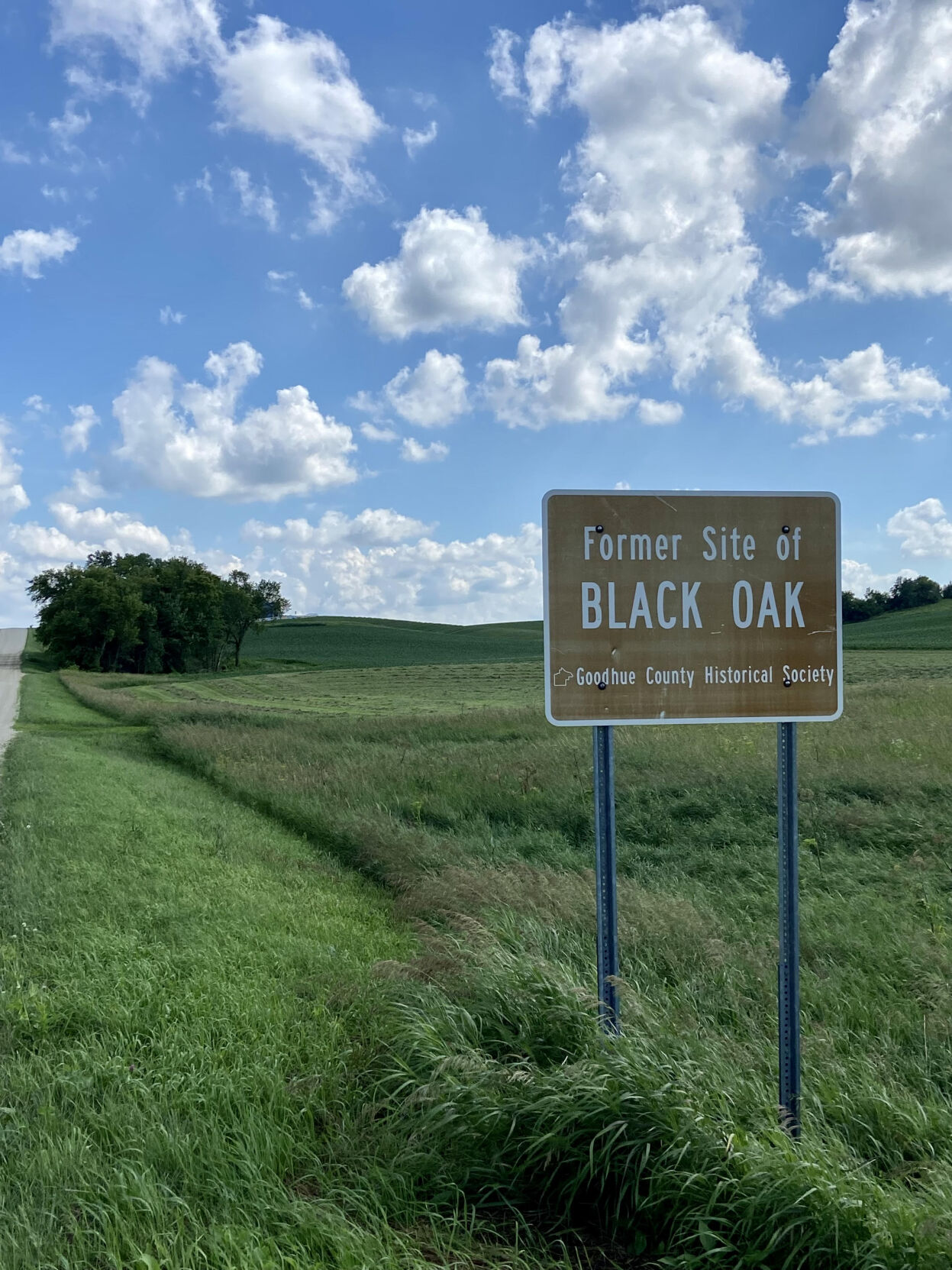 Black Oak
